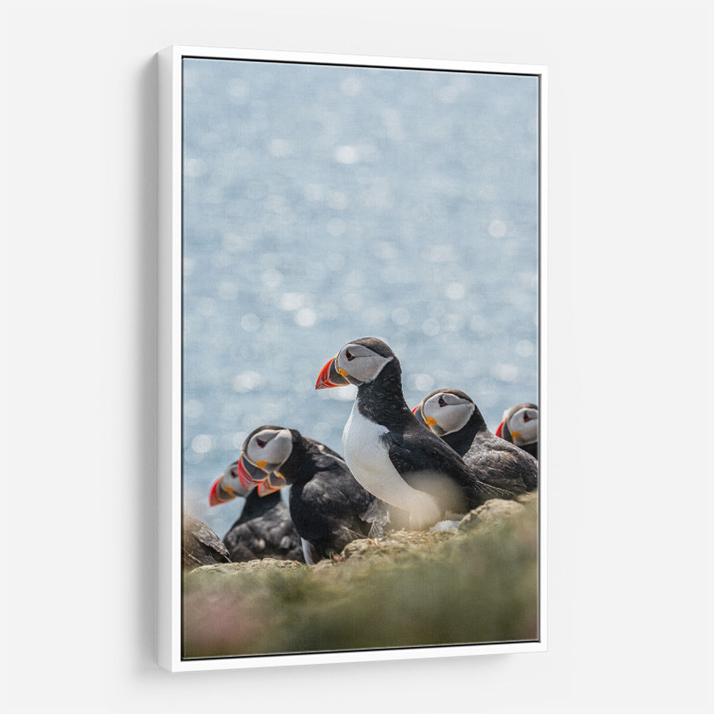 Scottish Puffins