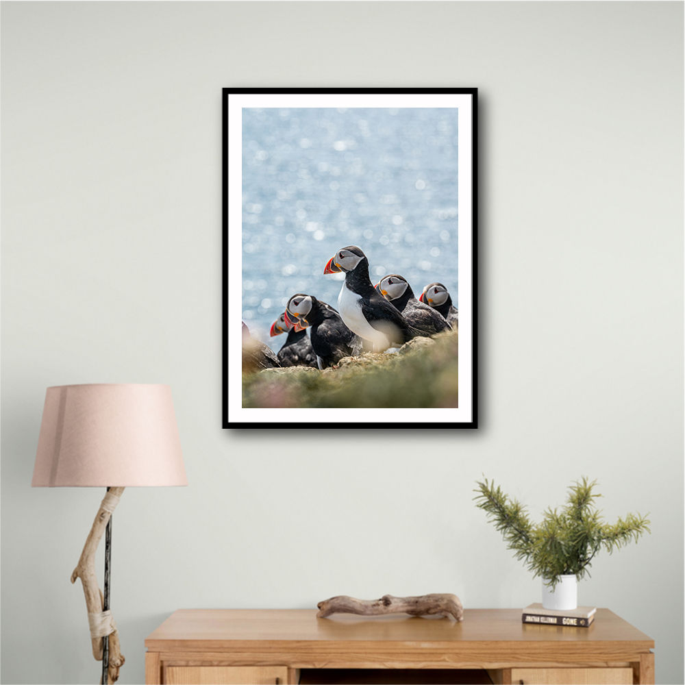 Scottish Puffins