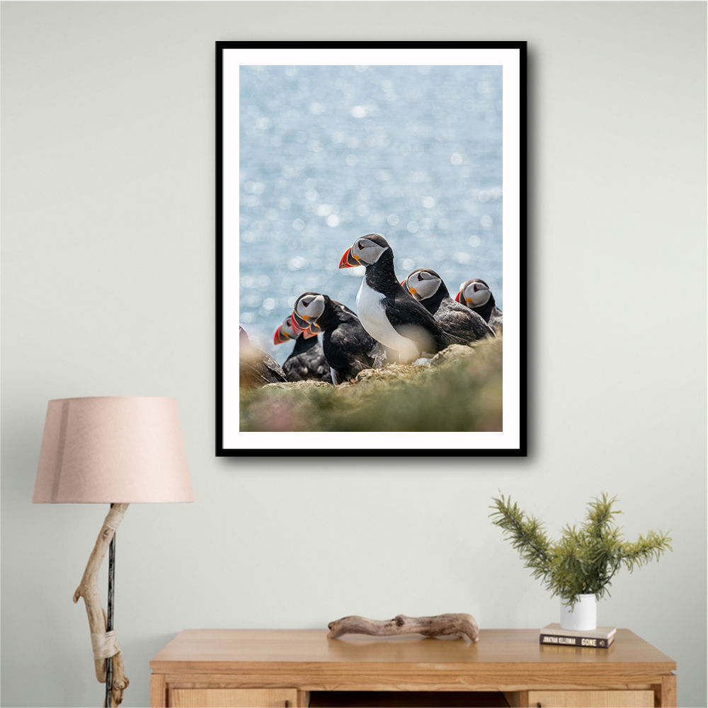Scottish Puffins
