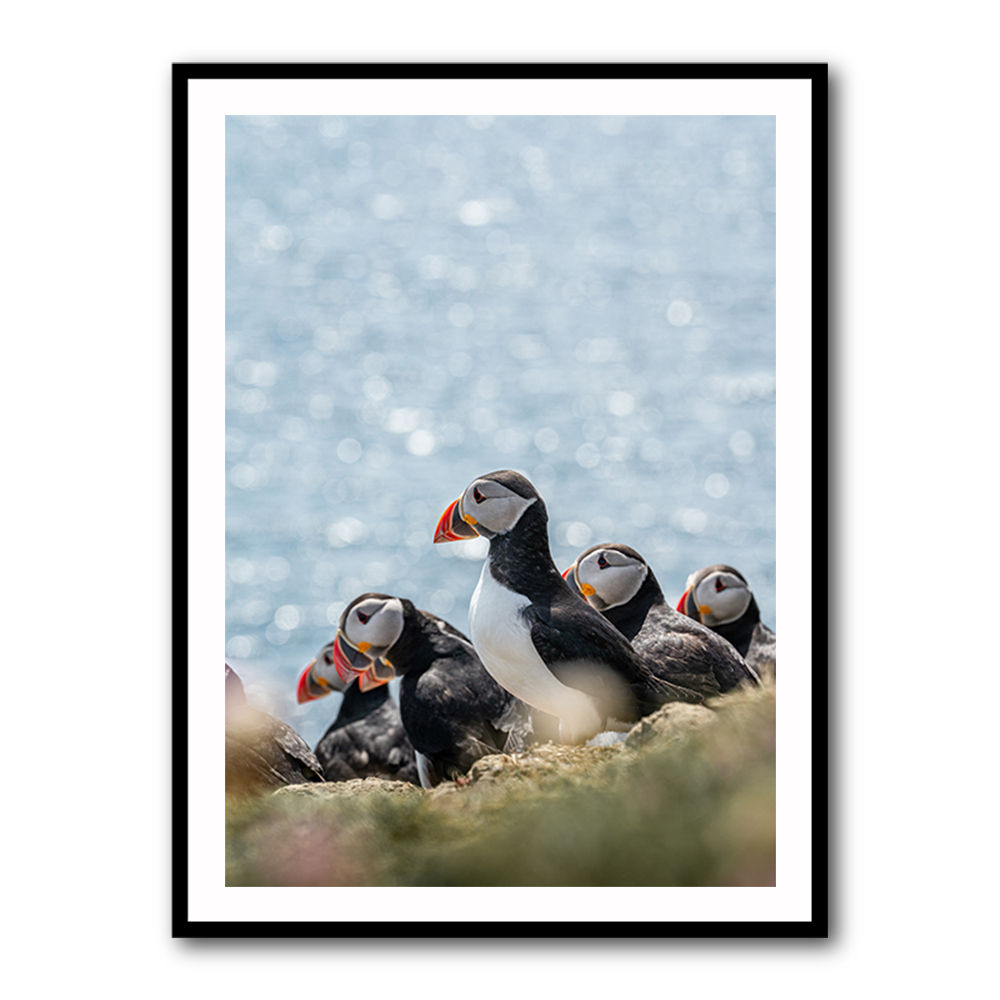 Scottish Puffins