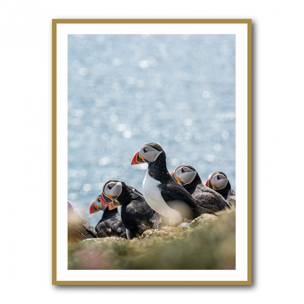 Scottish Puffins