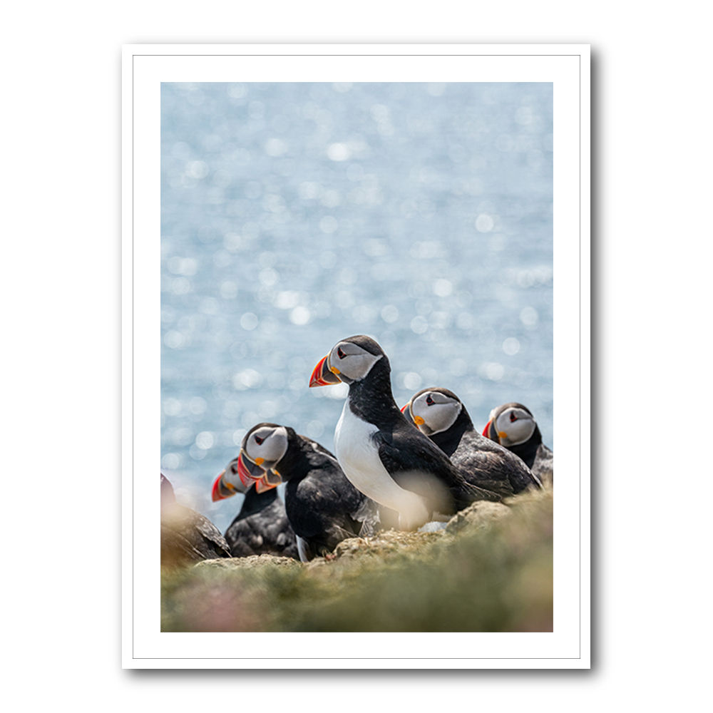 Scottish Puffins