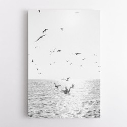 Seagulls At Sea