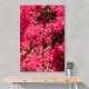 Bougainvillea