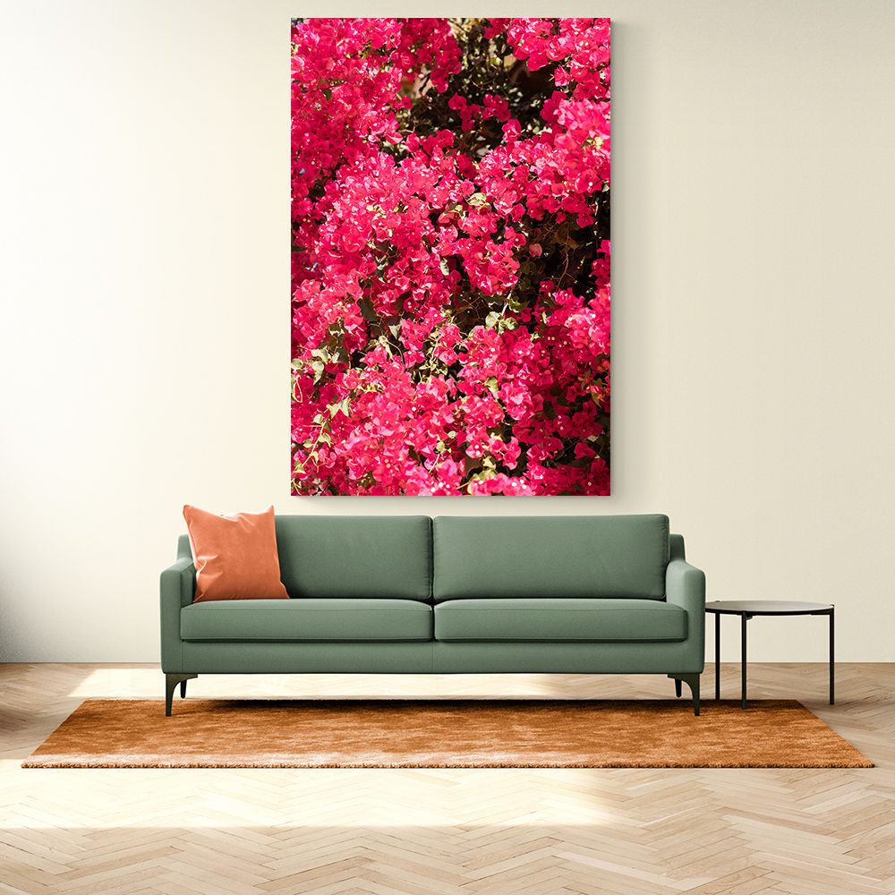 Bougainvillea