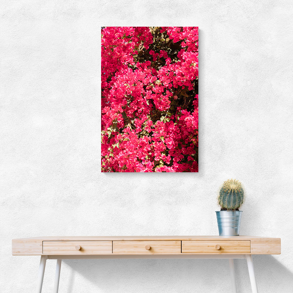 Bougainvillea