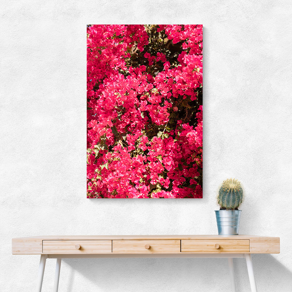 Bougainvillea