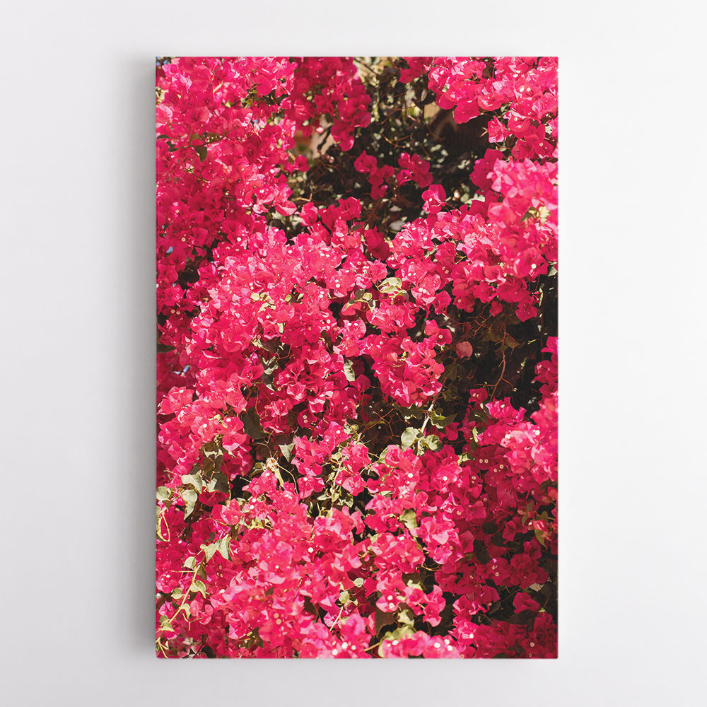 Bougainvillea