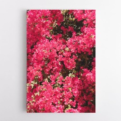 Bougainvillea