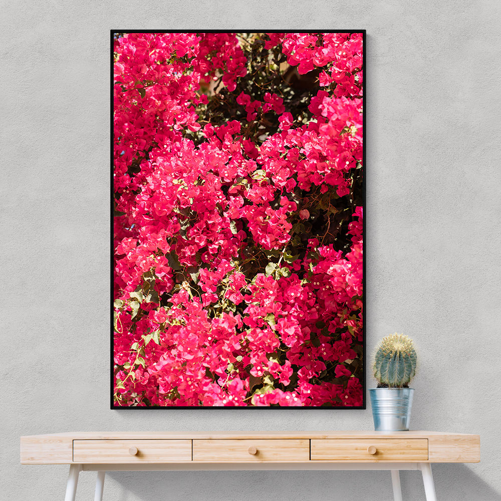 Bougainvillea