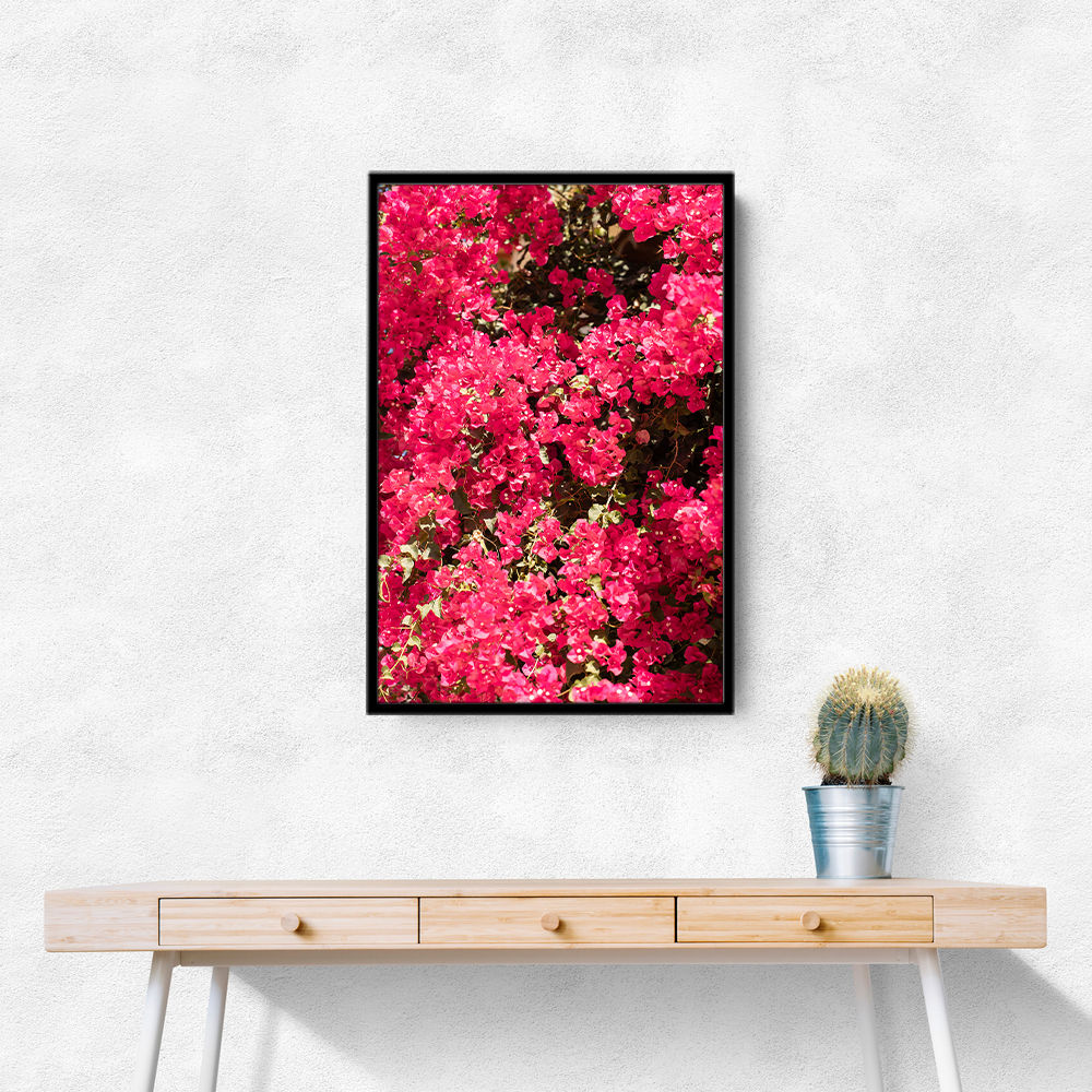 Bougainvillea