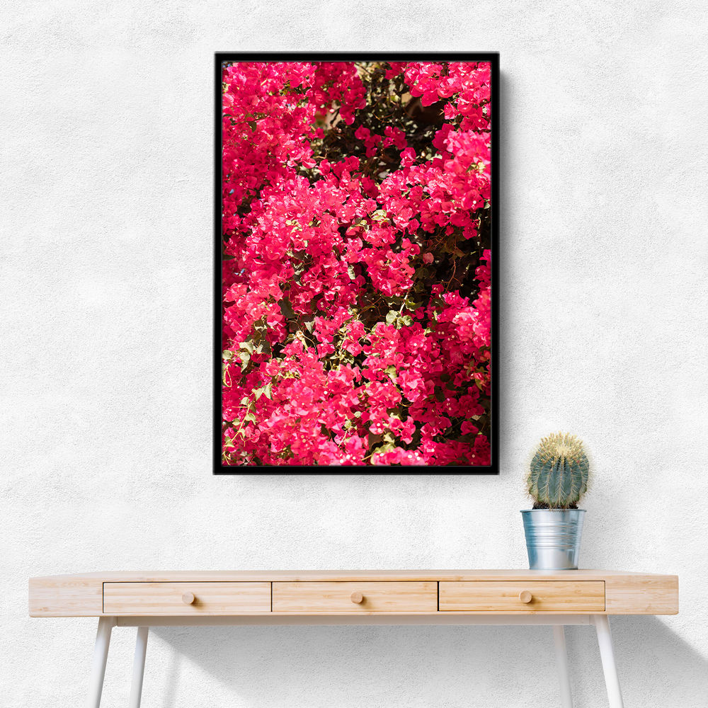 Bougainvillea