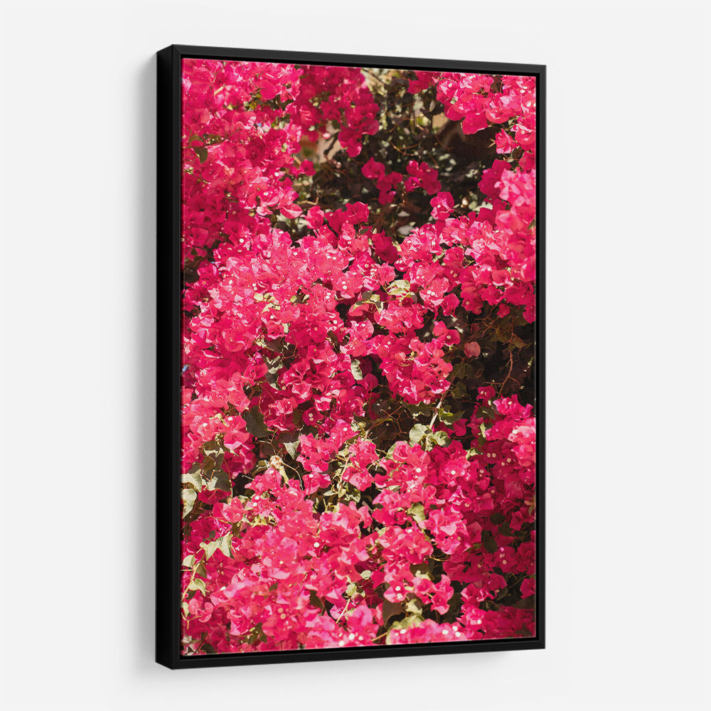 Bougainvillea