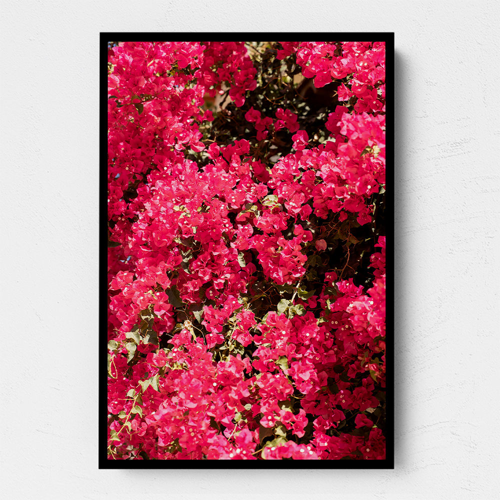 Bougainvillea