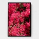 Bougainvillea