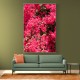 Bougainvillea