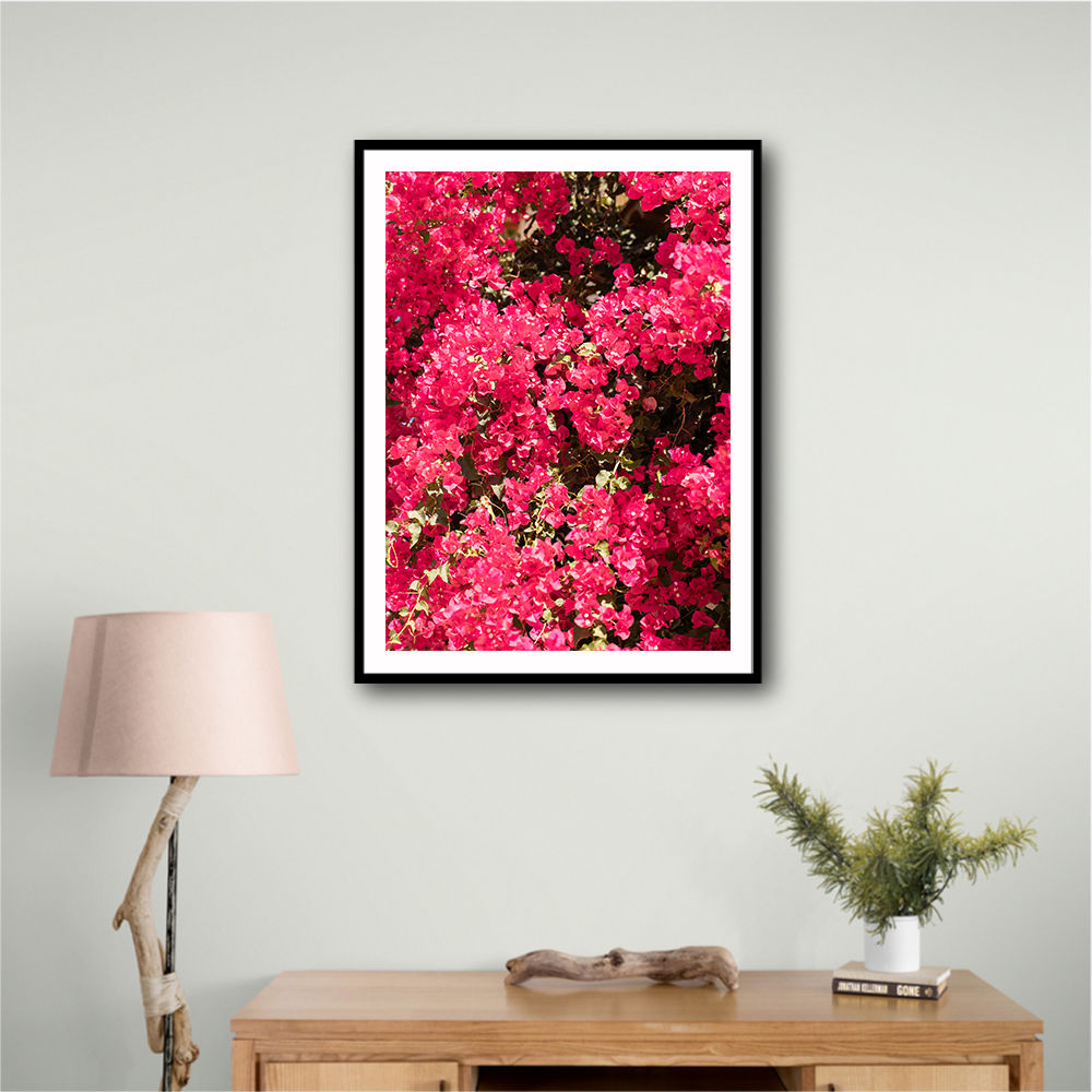 Bougainvillea