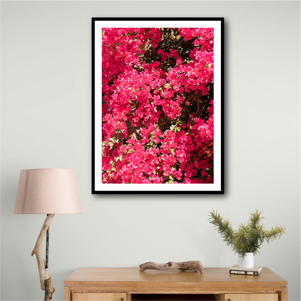 Bougainvillea