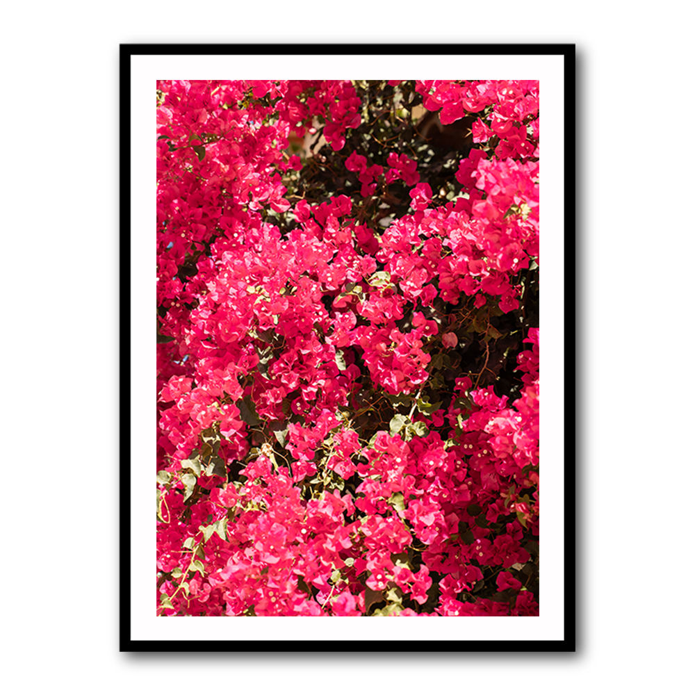Bougainvillea
