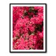 Bougainvillea
