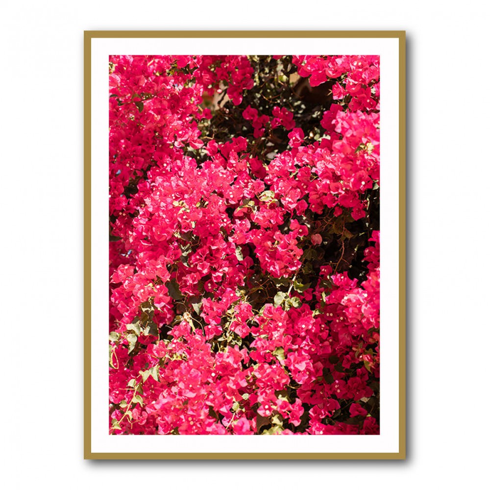 Bougainvillea