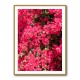 Bougainvillea