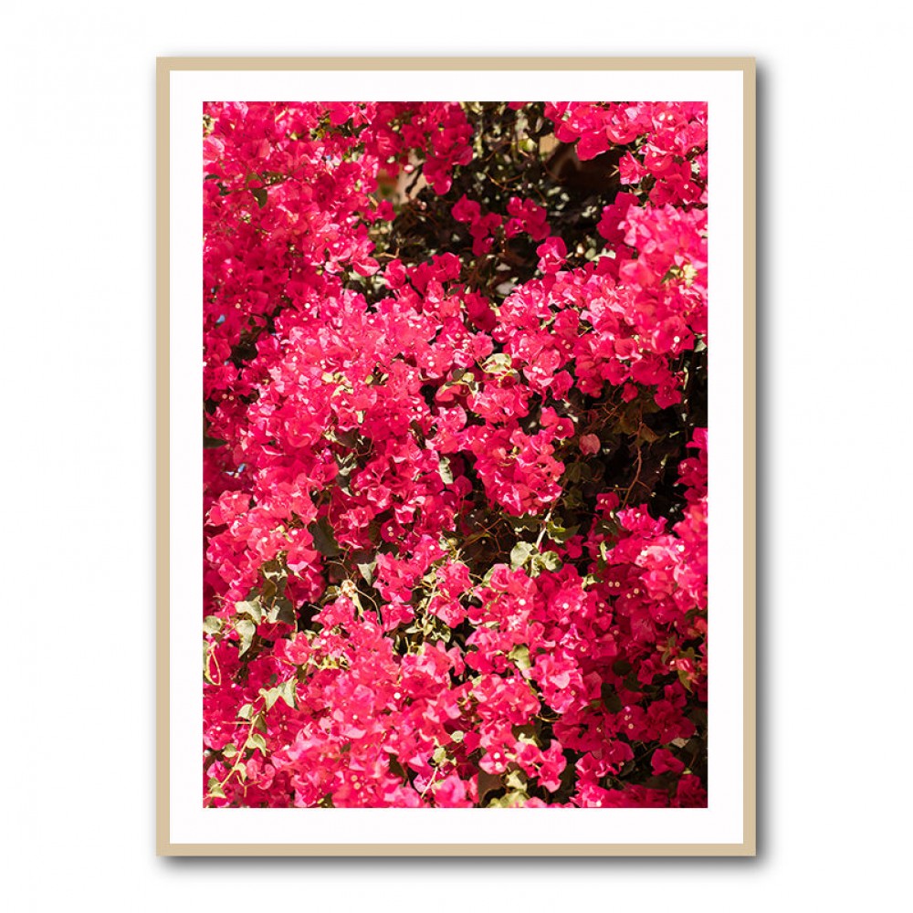 Bougainvillea