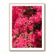 Bougainvillea