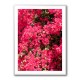 Bougainvillea