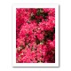 Bougainvillea