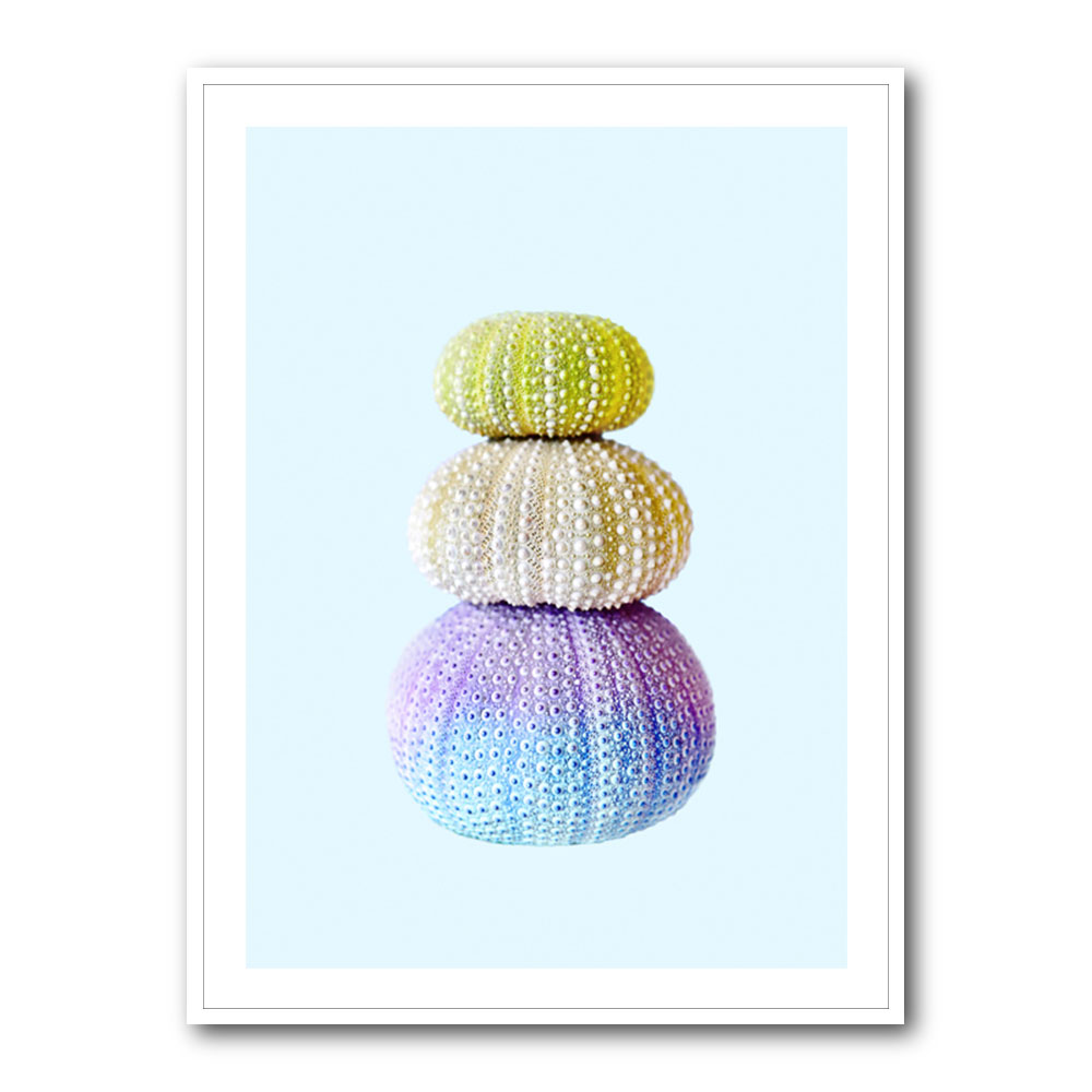 Sea Urchins Sea Urchins