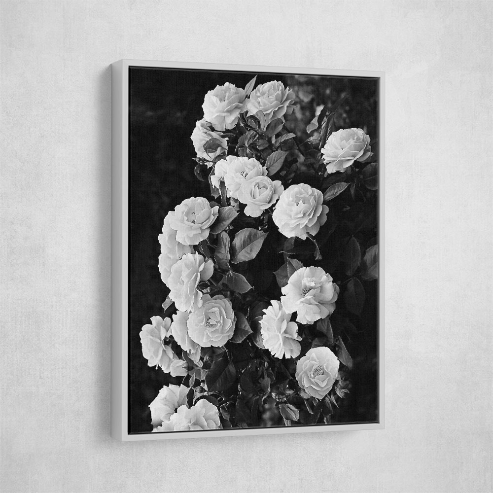 Rose Bush Rose Bush
