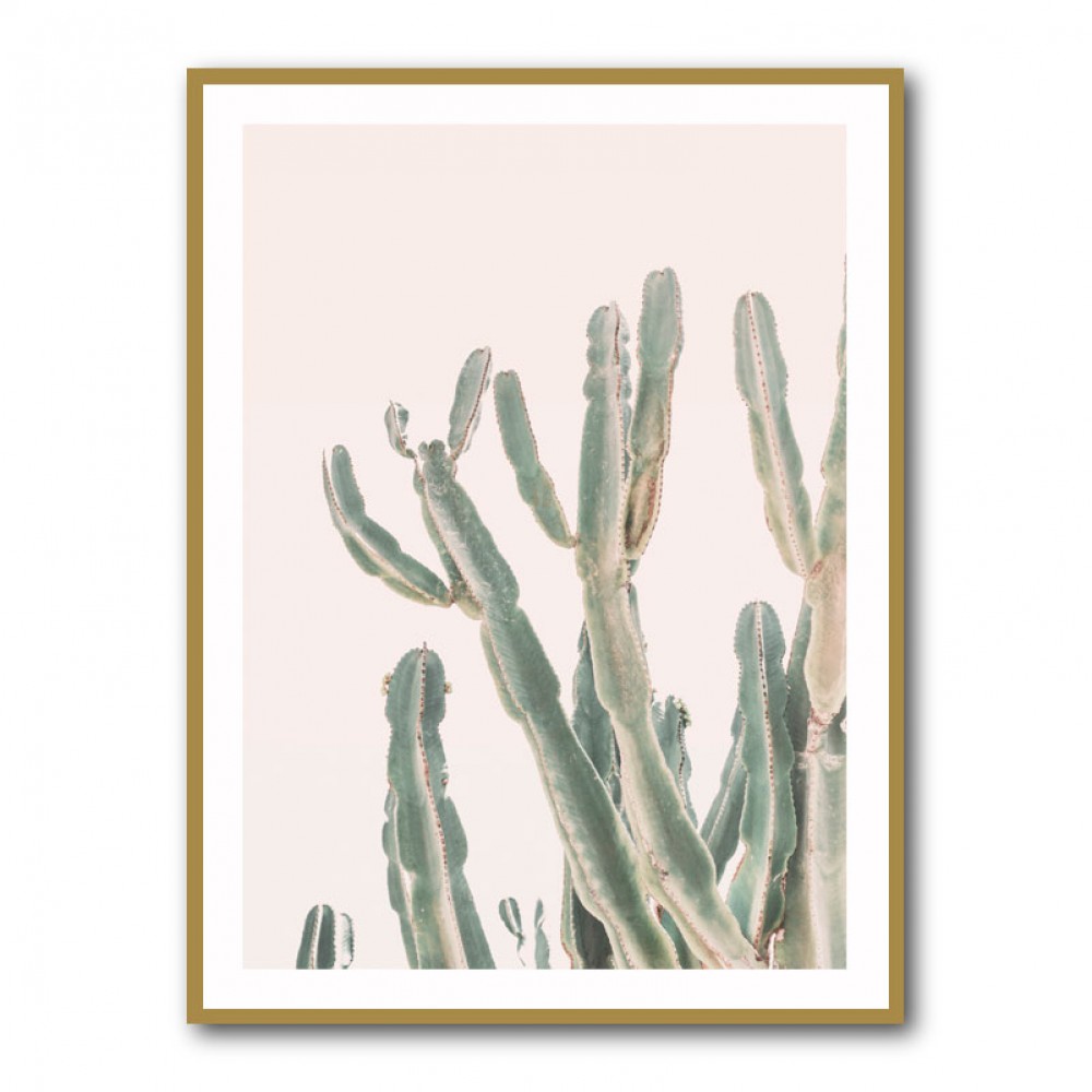 Sunrise Cactus