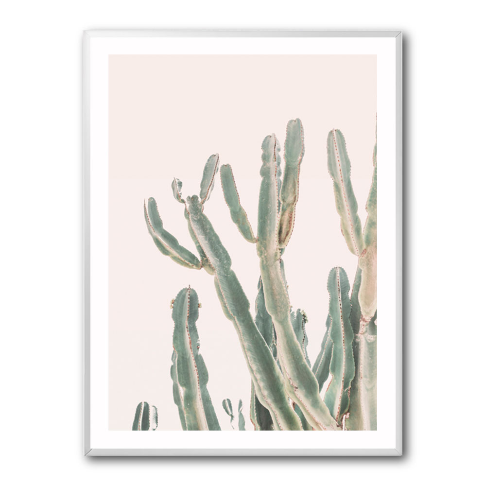 Sunrise Cactus