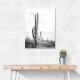 Saguaro BaW Saguaro BaW
