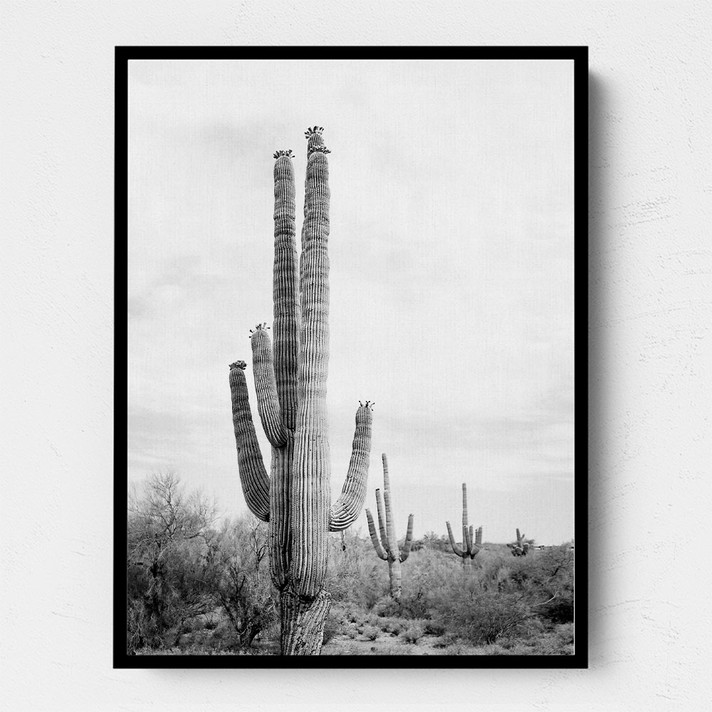 Saguaro BaW