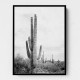 Saguaro BaW Saguaro BaW