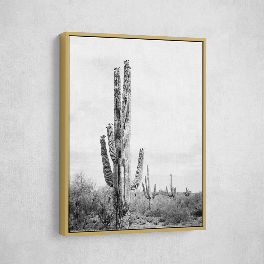 Saguaro BaW Saguaro BaW