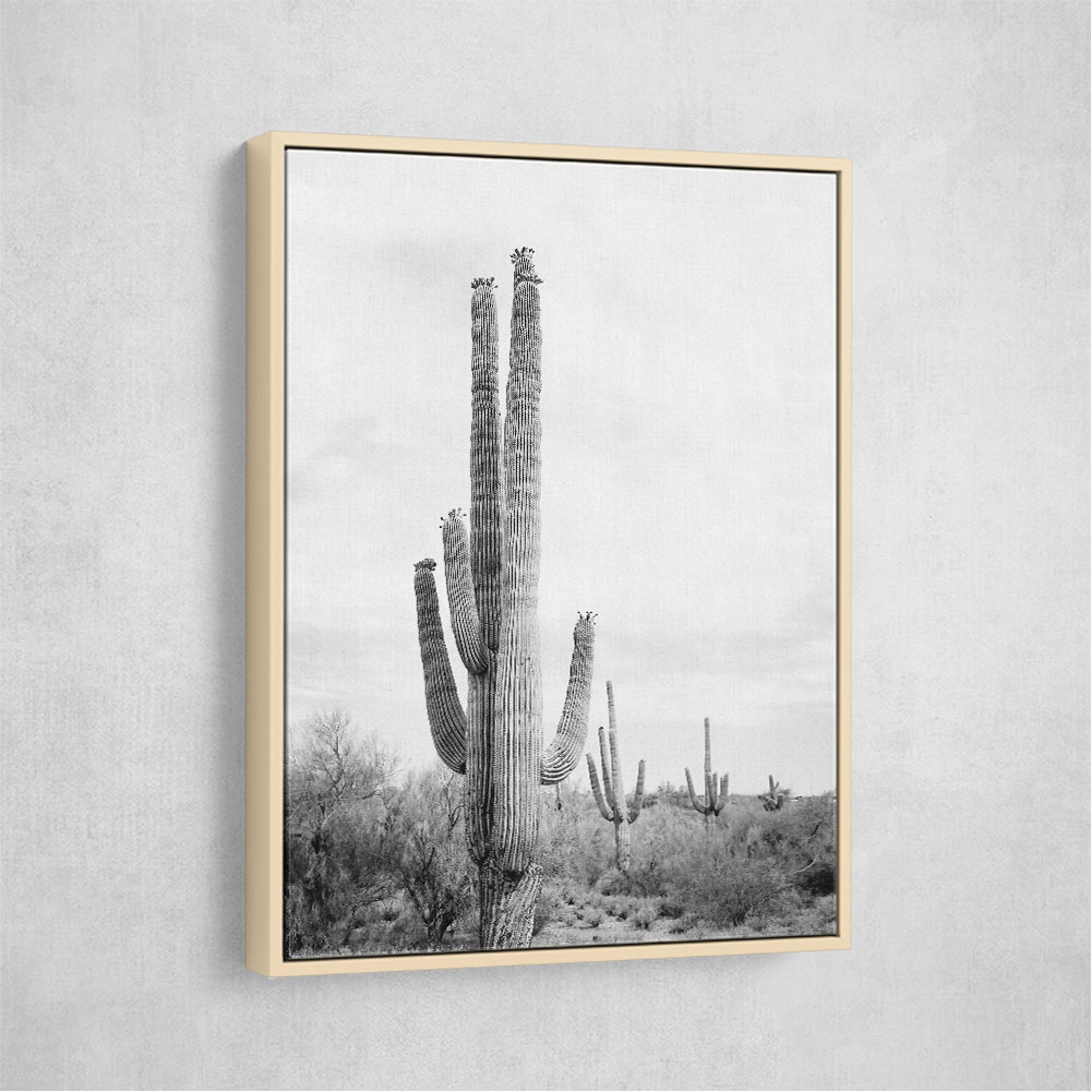 Saguaro BaW Saguaro BaW