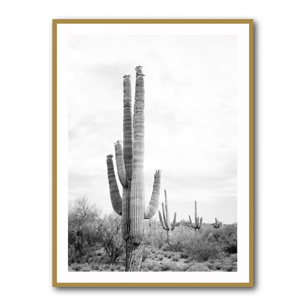 Saguaro BaW Saguaro BaW