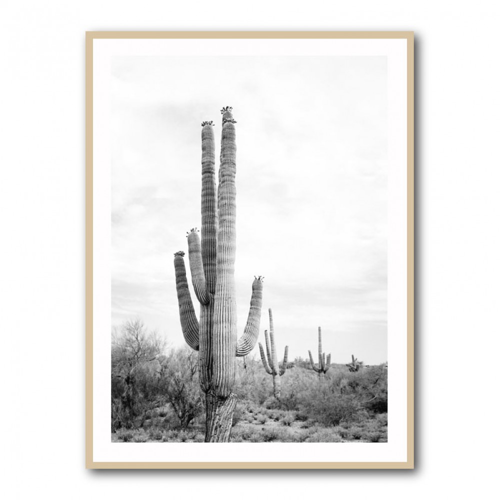 Saguaro BaW Saguaro BaW