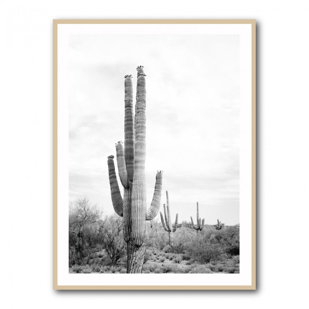 Saguaro BaW