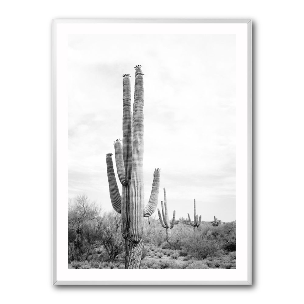 Saguaro BaW