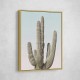 Saguaro Saguaro