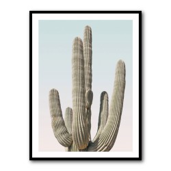 Saguaro