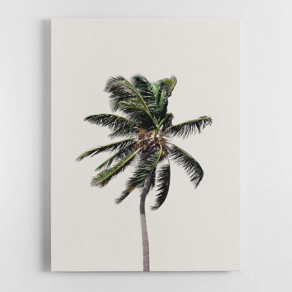 Windy Palm Tree