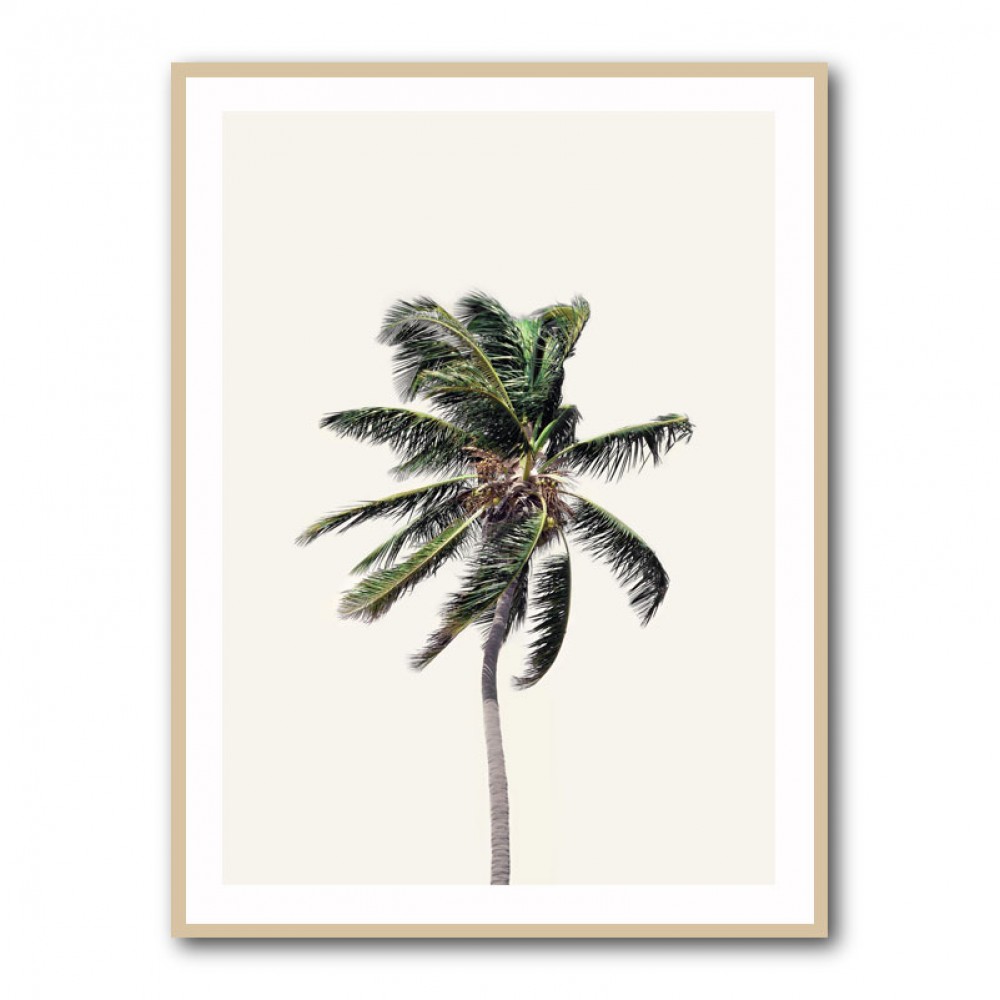 Windy Palm Tree