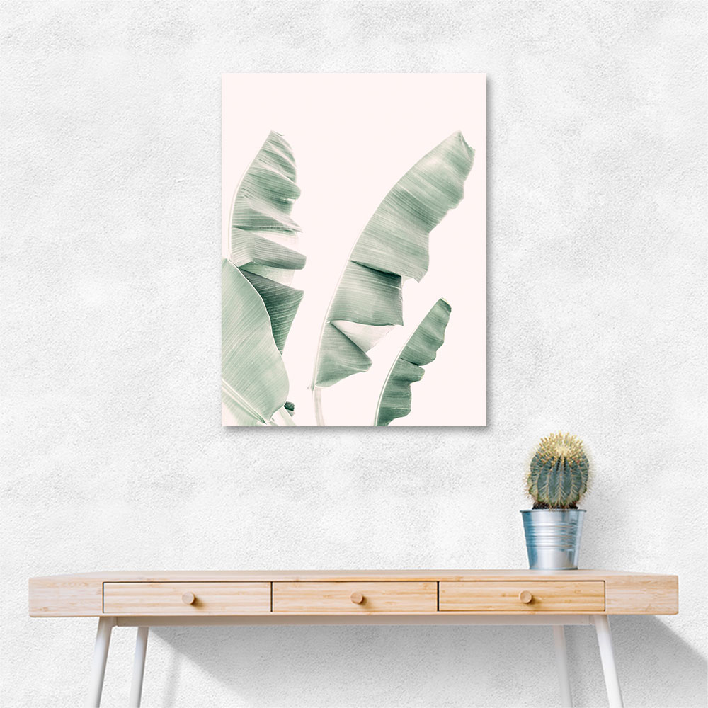 Blush Banana Leaves