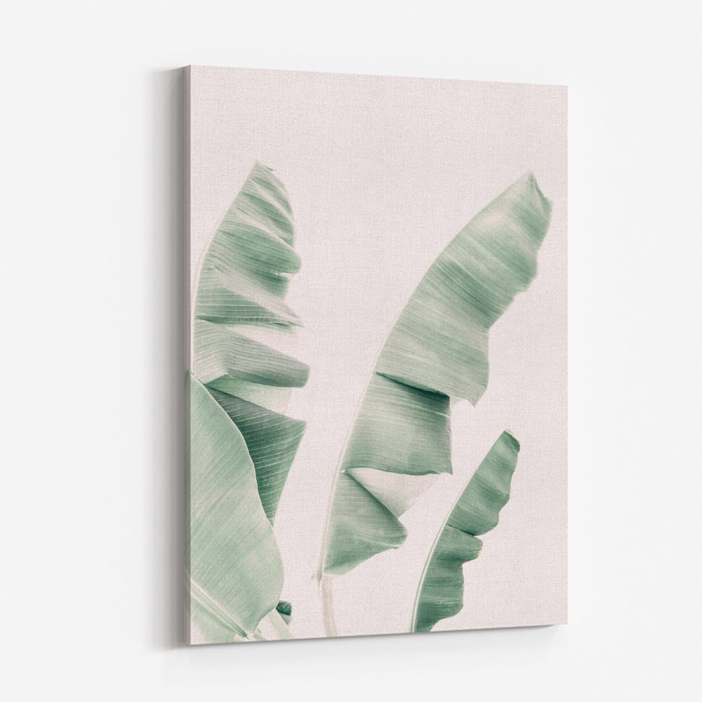 Blush Banana Leaves