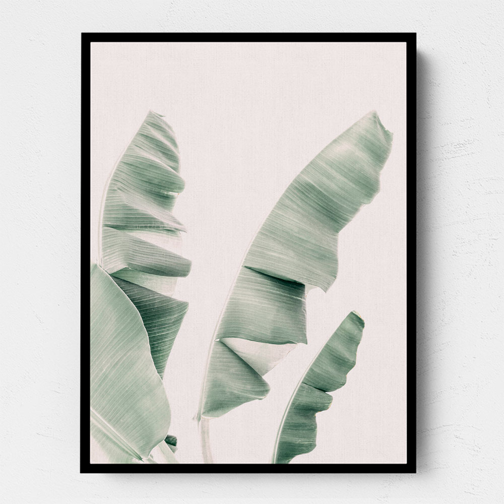 Blush Banana Leaves